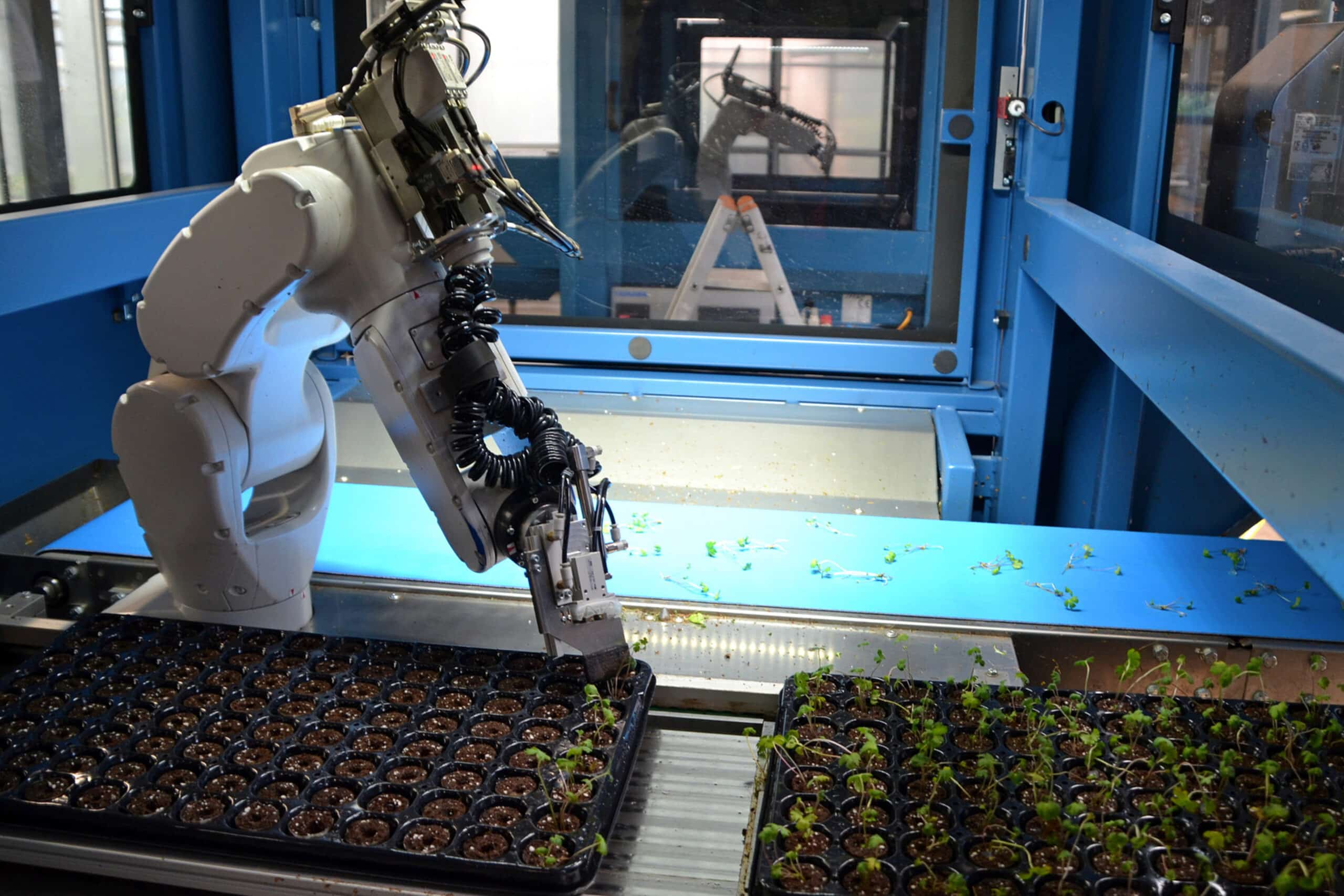 Denis-plants: Van potplantbedrijf naar innovatieve in-vitrokweker 3