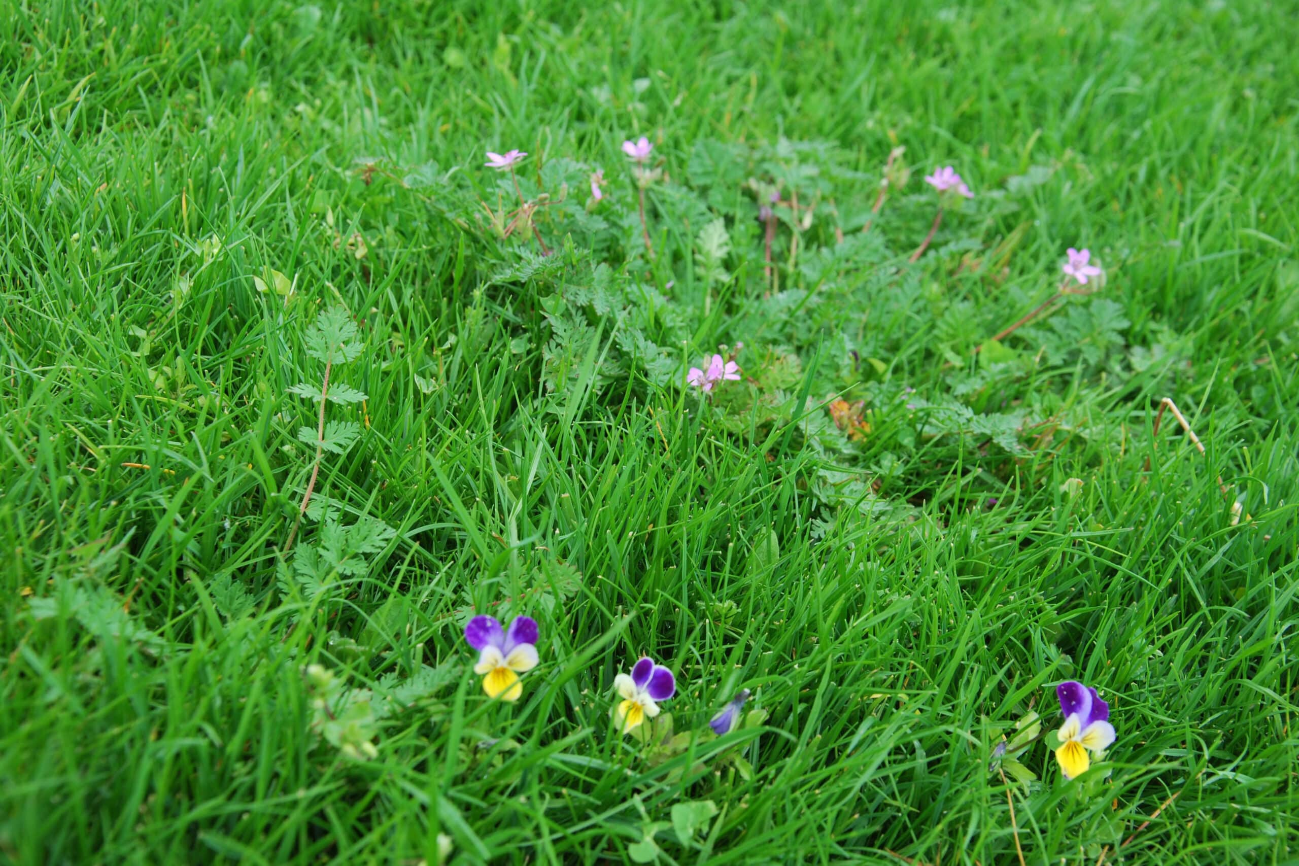 De voordelen van een biodivers gazon op een rij 1