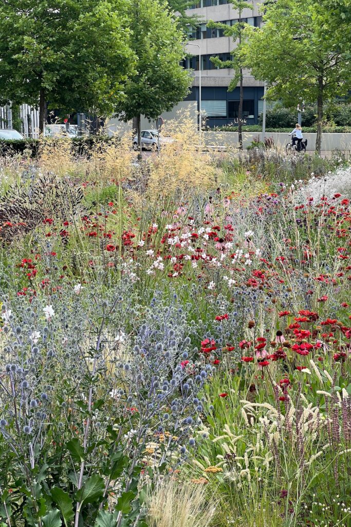 Buyer Group Groenvoorzieningen: samen sterker voor biodivers groenbeheer 2