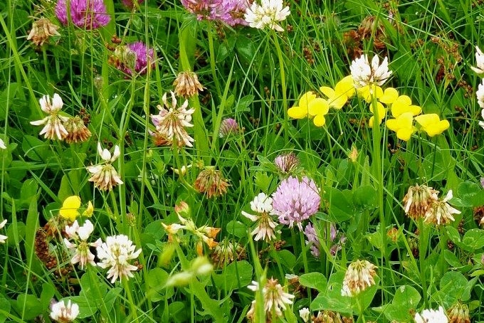 De voordelen van een biodivers gazon op een rij 1