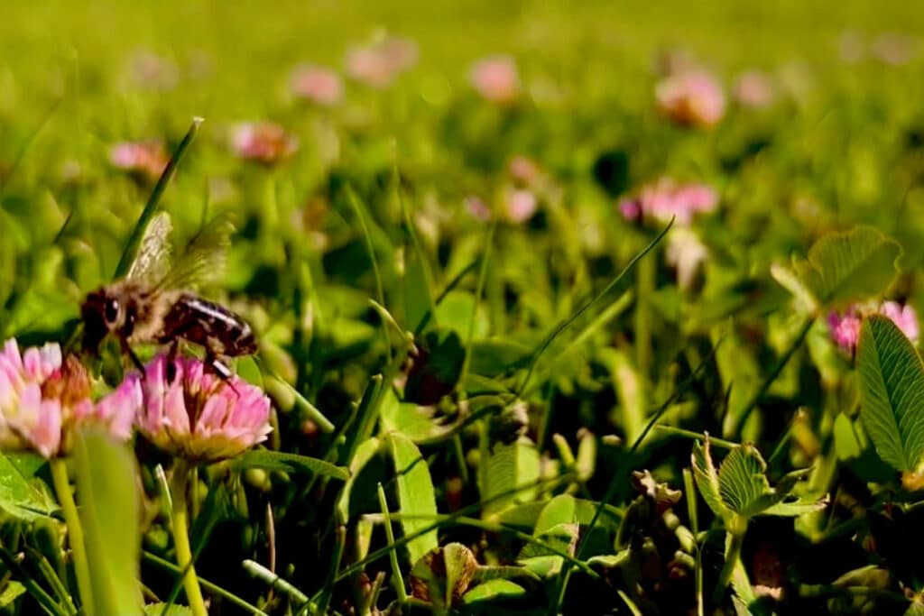 De voordelen van een biodivers gazon op een rij 2
