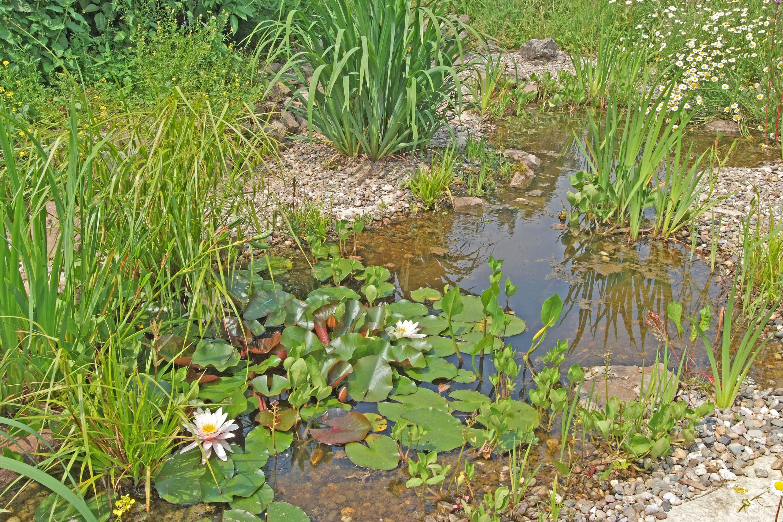 Vijvercluster in de tuin: meer biodiversiteit met meerdere kleine vijvers 1