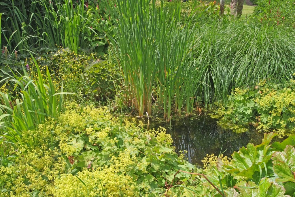 Vijvercluster in de tuin: meer biodiversiteit met meerdere kleine vijvers 1