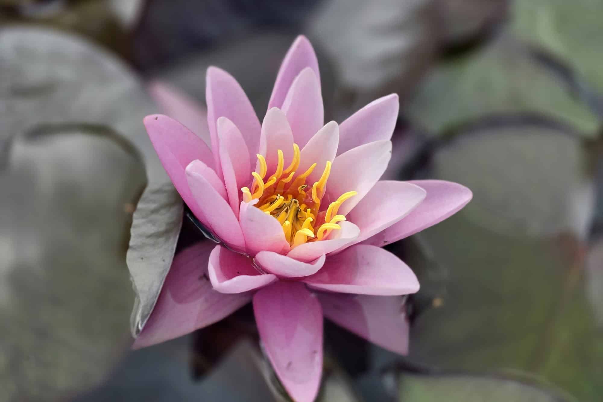 Waterplanten voor elke vijver: advies van Schuurmans & Co in Hechtel-Eksel 1
