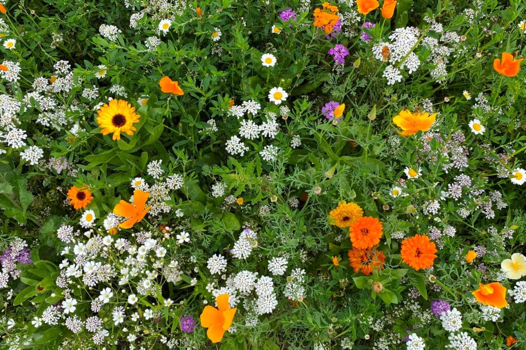 Bloemenweide aanleggen: tips van Advanta voor meer kleur en biodiversiteit in de tuin 2