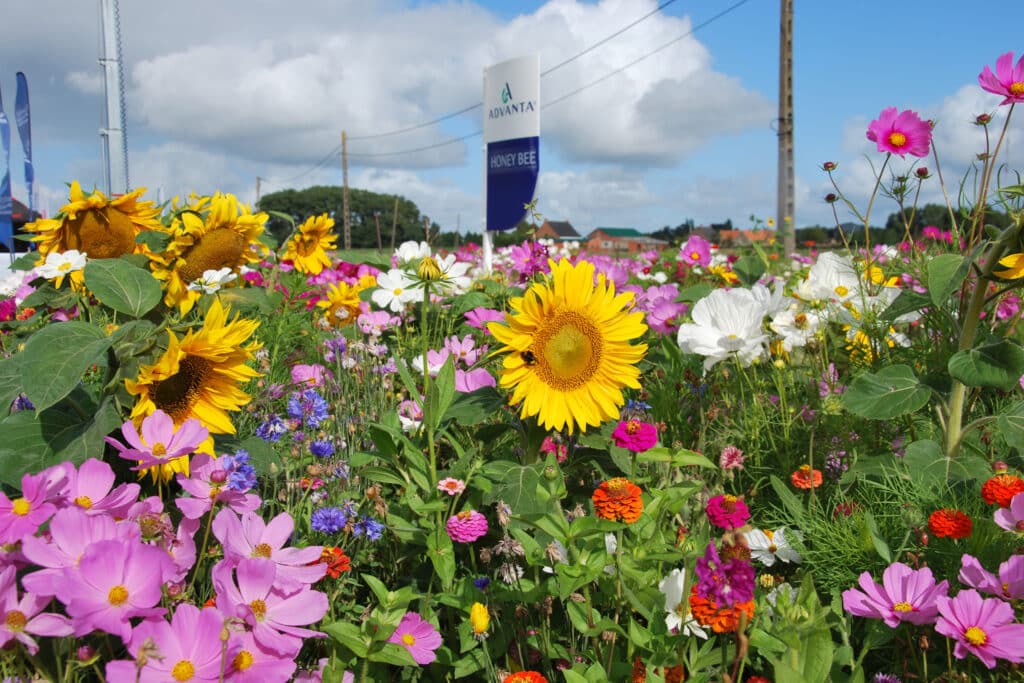 Bloemenweide aanleggen: tips van Advanta voor meer kleur en biodiversiteit in de tuin 1
