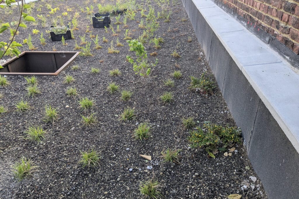 The Urban Jungle Project: daktuinen en biodiversiteit in de stad 1