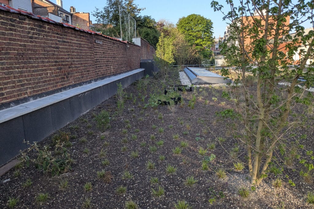 The Urban Jungle Project: daktuinen en biodiversiteit in de stad 3