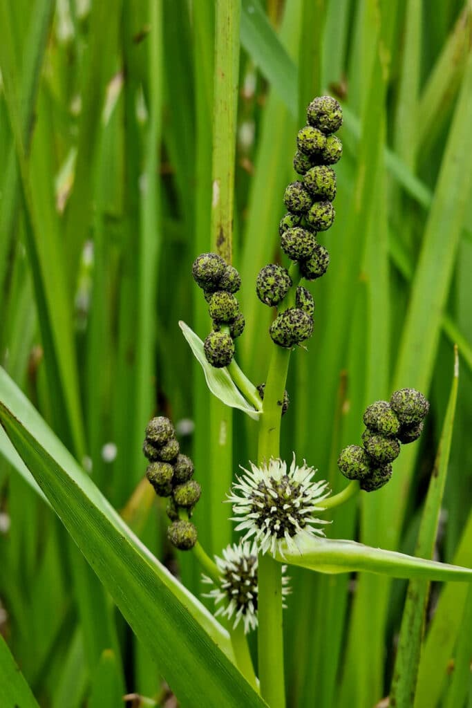 Waterplanten voor elke vijver: advies van Schuurmans & Co in Hechtel-Eksel 2
