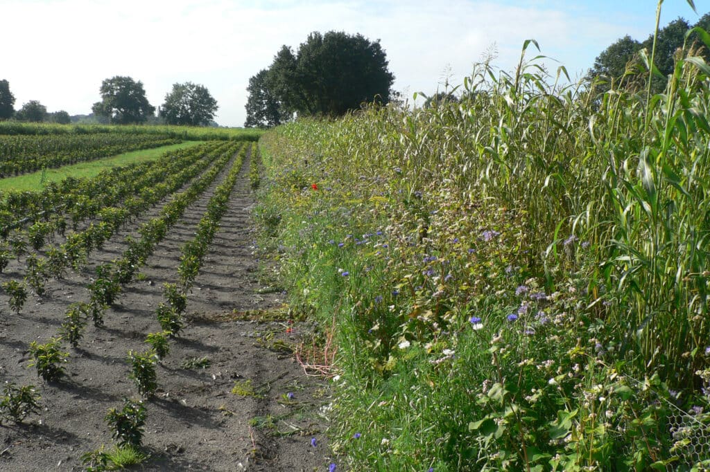Boomkwekerij Duchêne kiest voor variatie en kwaliteit boven volume 3