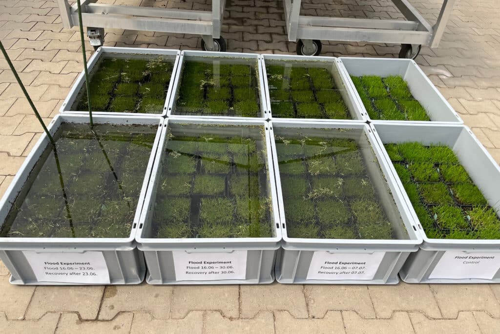 Klimaatbestendig gras is meer dan enkel droogtetolerant 3