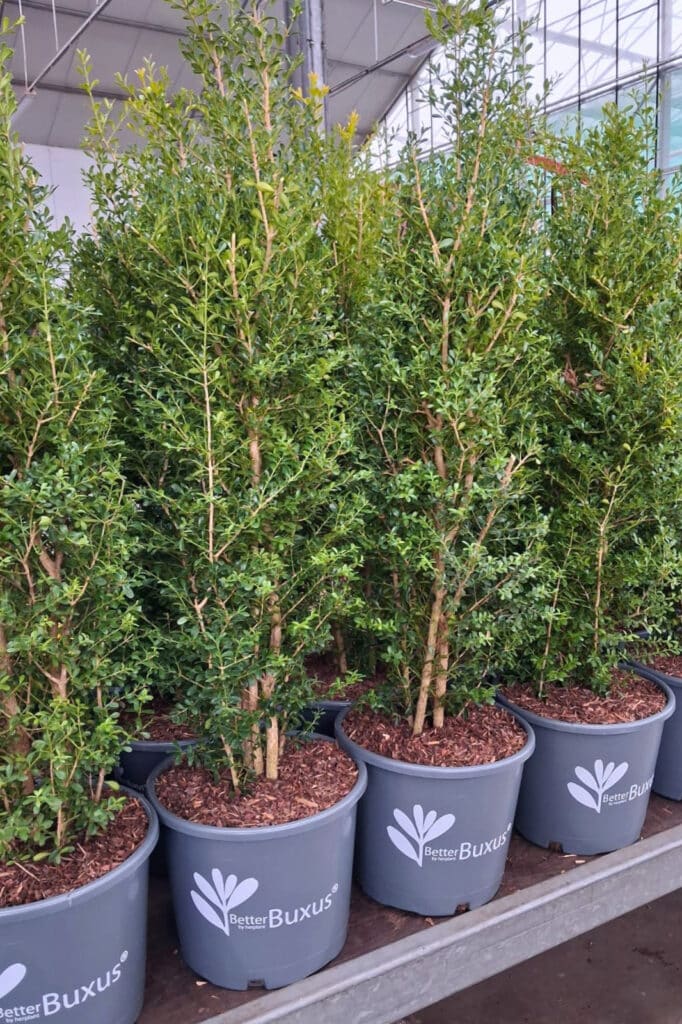 Disaghor-Dockx toont oplossingen voor bodemafdekking op GrootGroenPlus 1