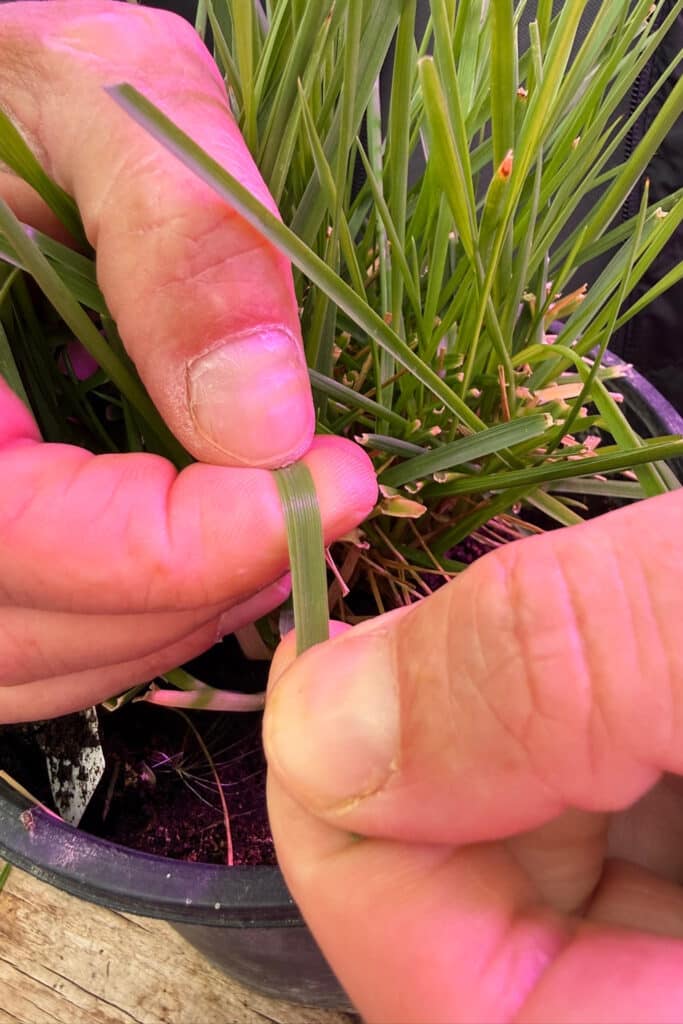 Klimaatbestendig gras is meer dan enkel droogtetolerant 2
