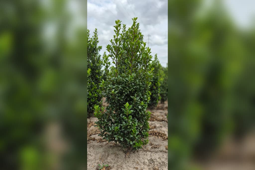 Boomkwekerij Nick De Meester op GrootGroenPlus met haagplanten uit volle grond 3