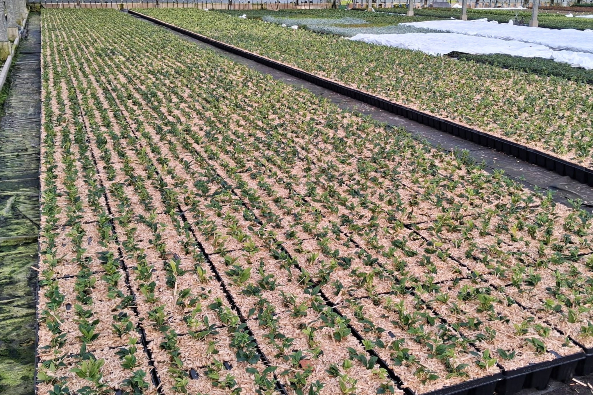 Disaghor-Dockx toont oplossingen voor bodemafdekking op GrootGroenPlus 1