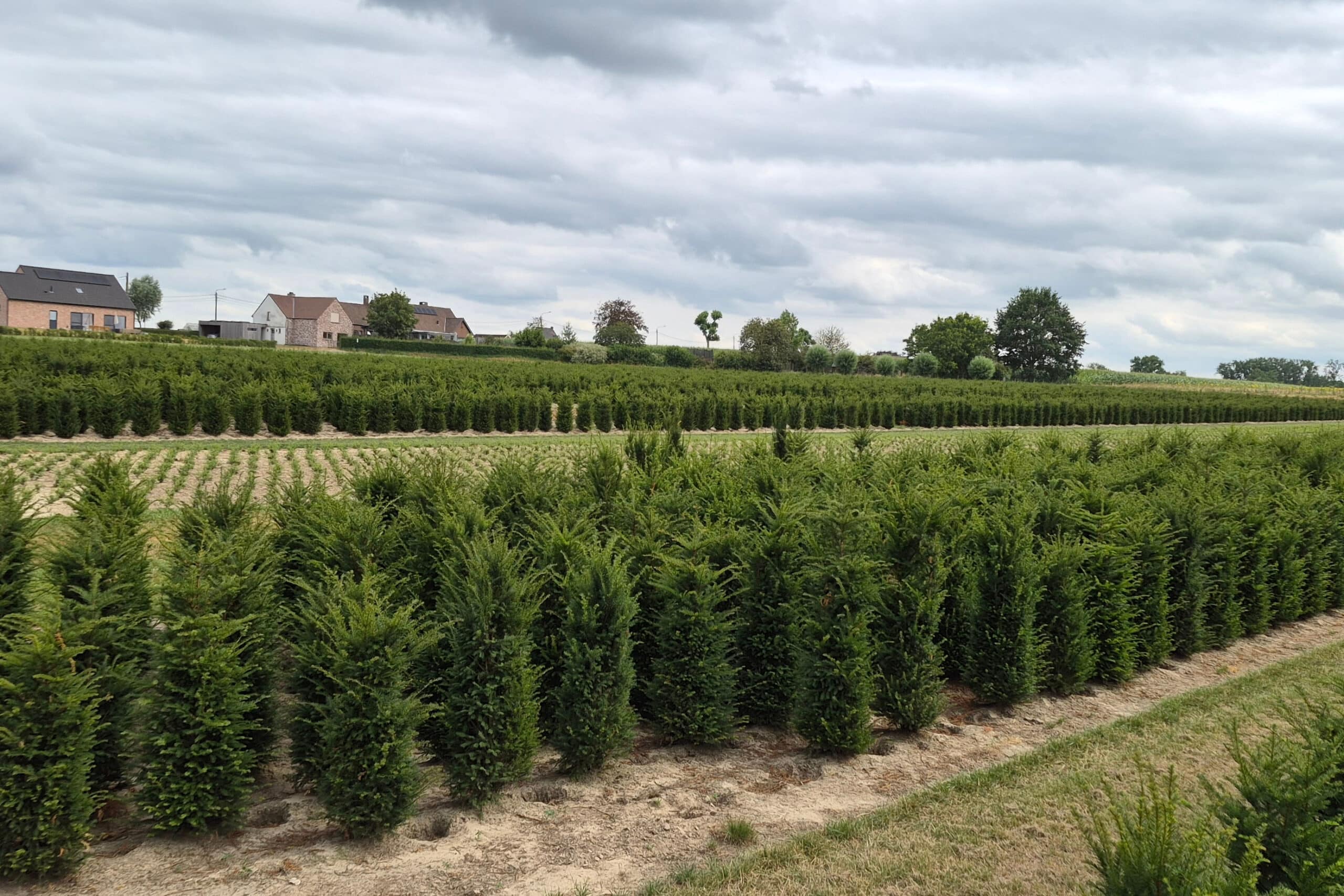 Boomkwekerij Nick De Meester op GrootGroenPlus met haagplanten uit volle grond 3