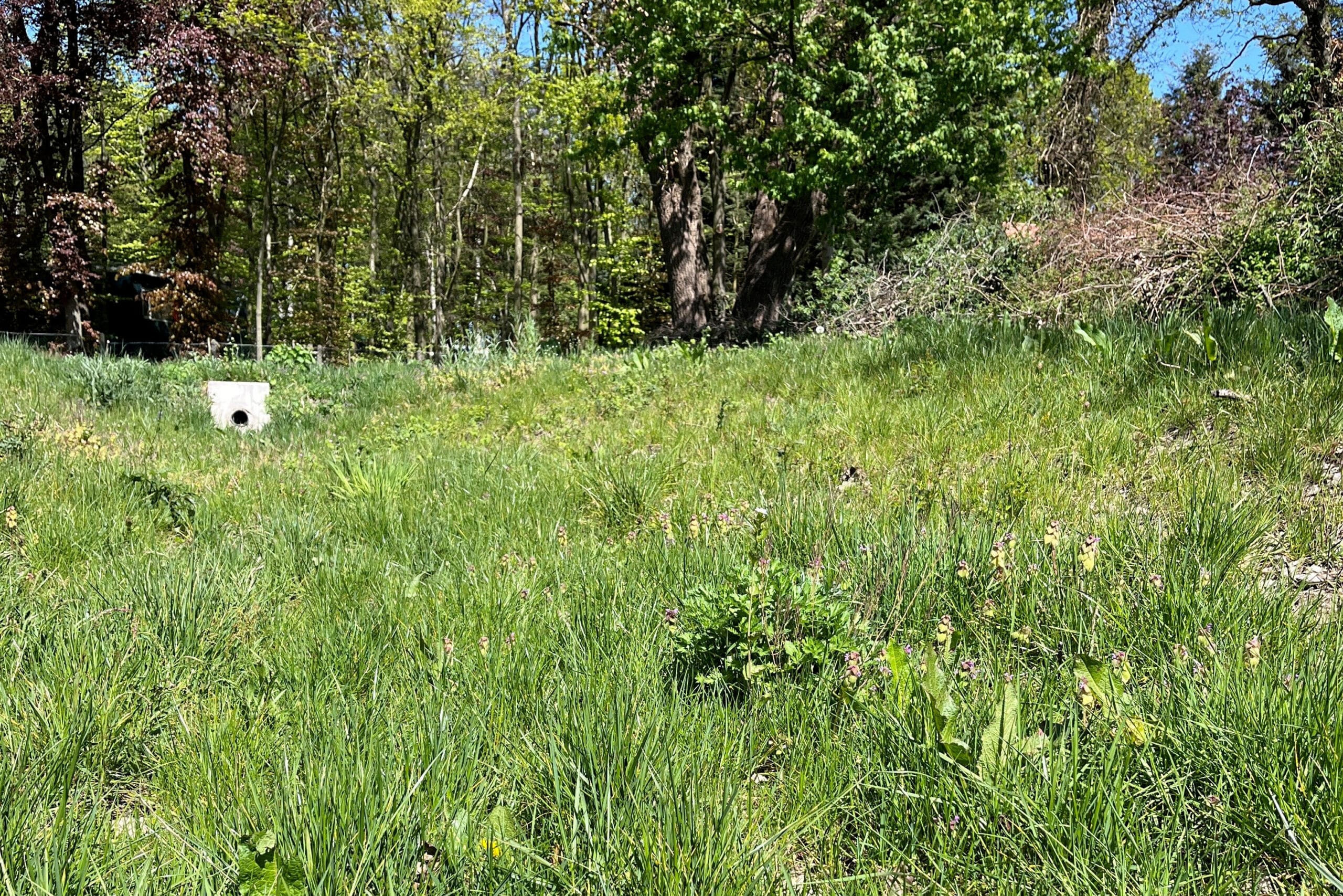 Klimaatbestendig gras is meer dan enkel droogtetolerant 2