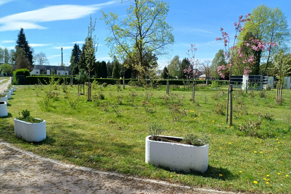 Dendermonde transformeert grijze begraafplaats tot serene, groene rustplek 3