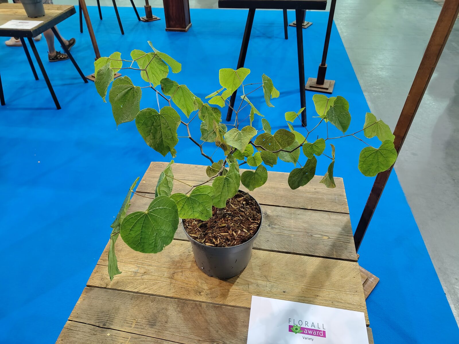 Florall koppelt seizoensaanbod aan nieuwe plantenvariëteiten 1
