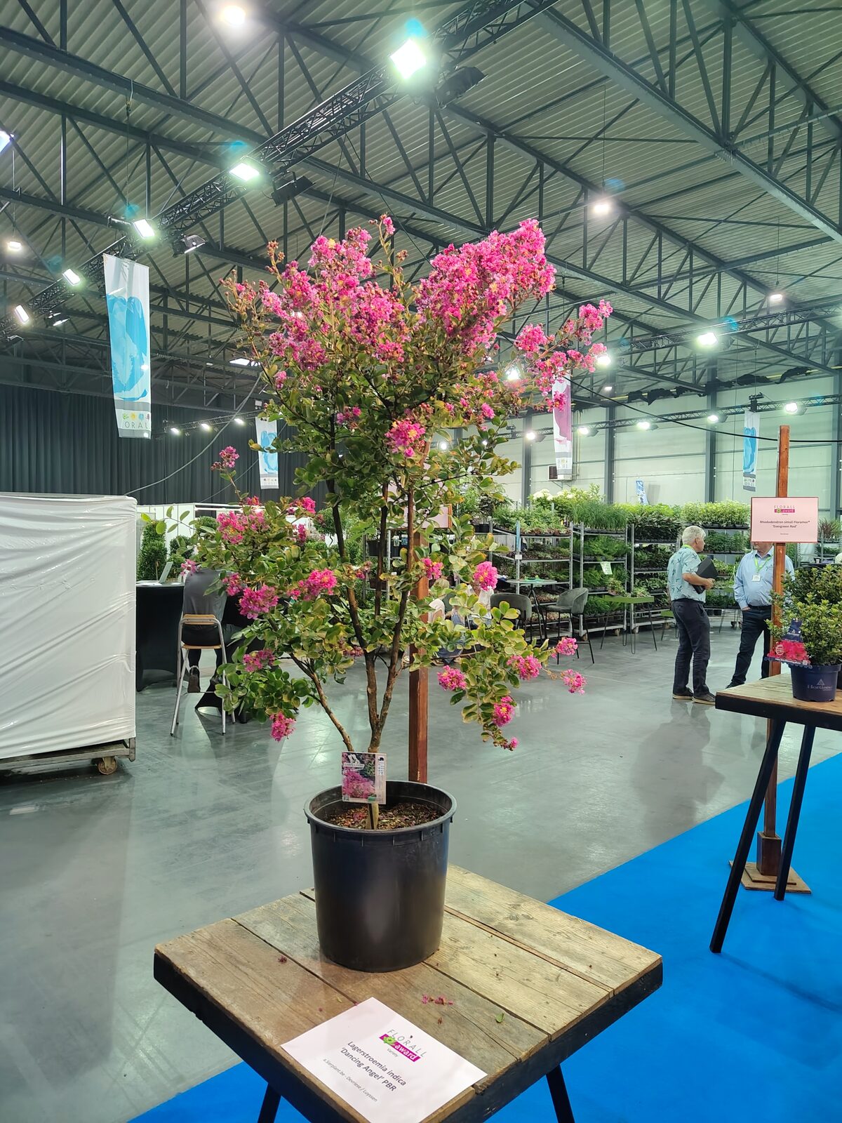 Florall koppelt seizoensaanbod aan nieuwe plantenvariëteiten 2